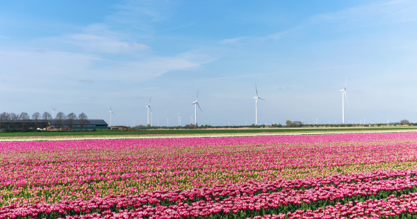 Eco-Friendly Day Trips from Amsterdam